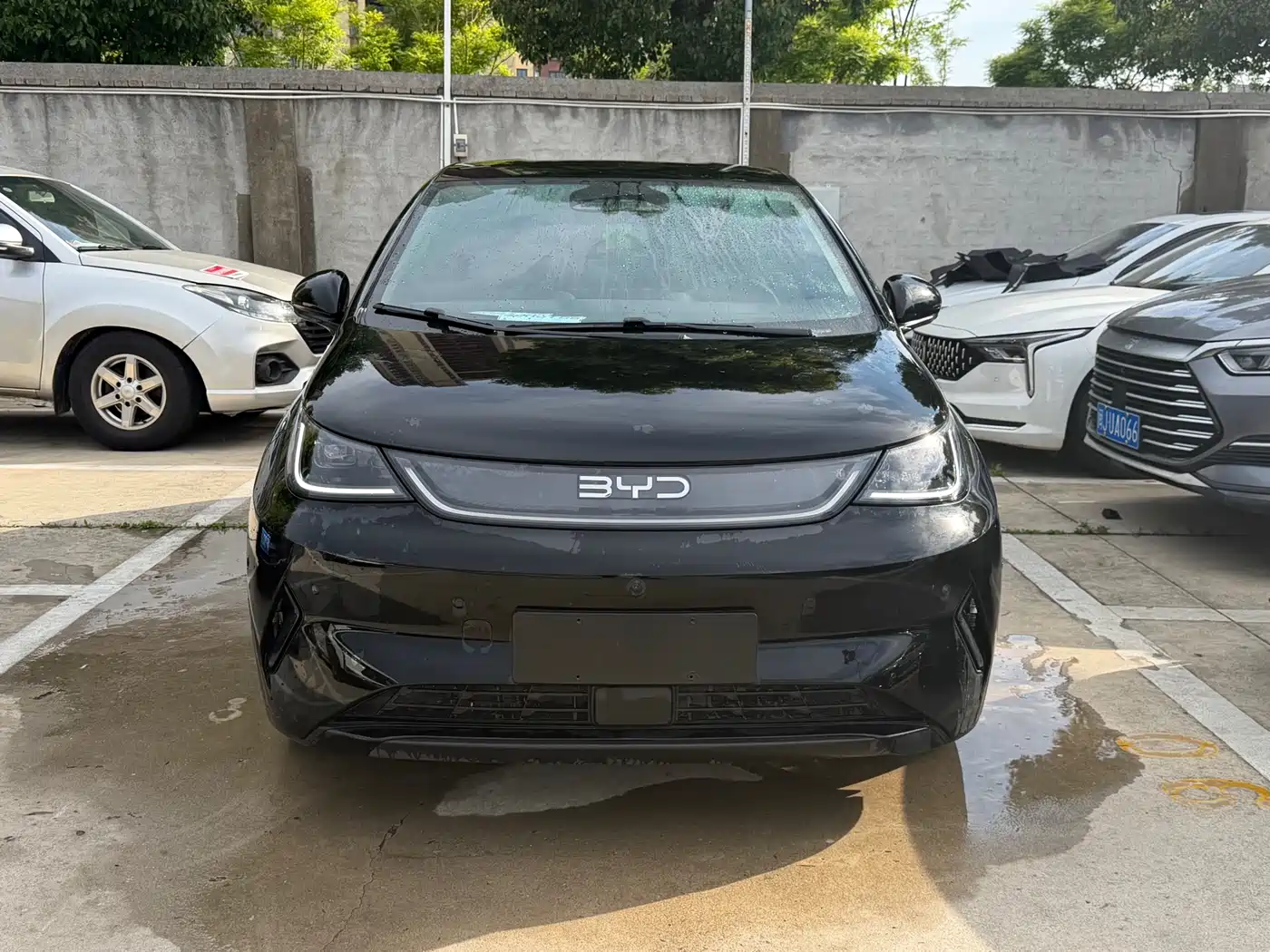 BYD Dolphin 2025 420km Freedom Edition