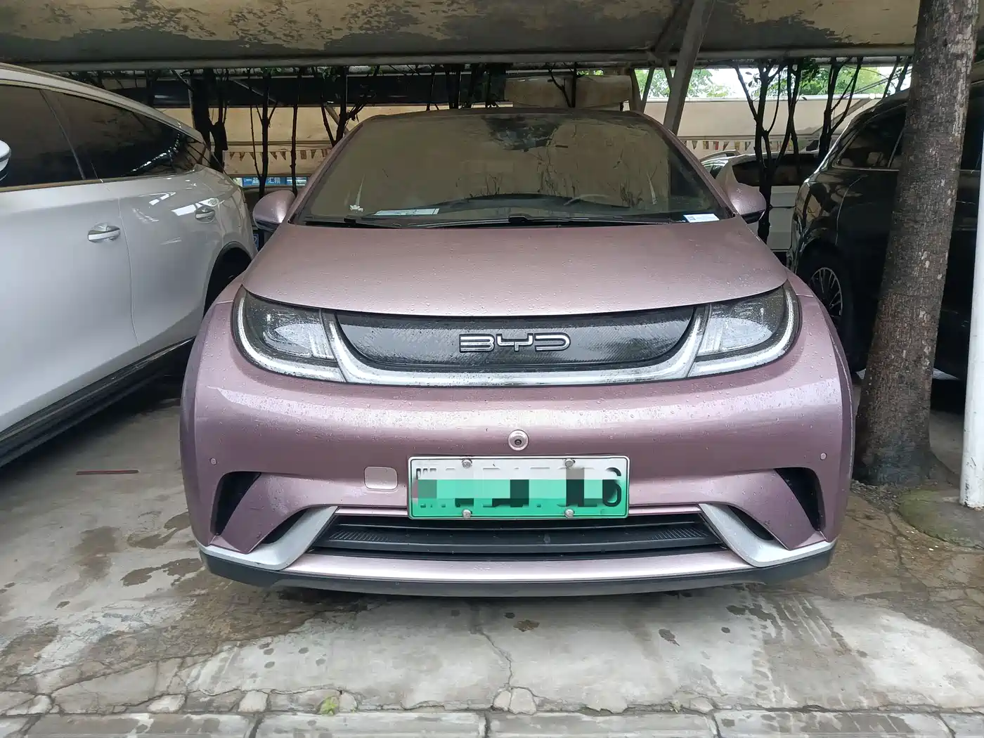 BYD Dolphin 2023 420km Fashion Edition фото 2