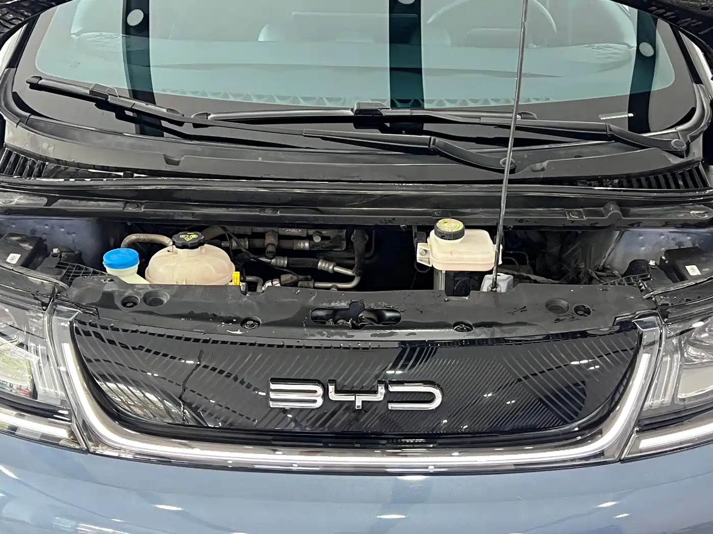 BYD Dolphin 2023 401km Knight Edition фото 4
