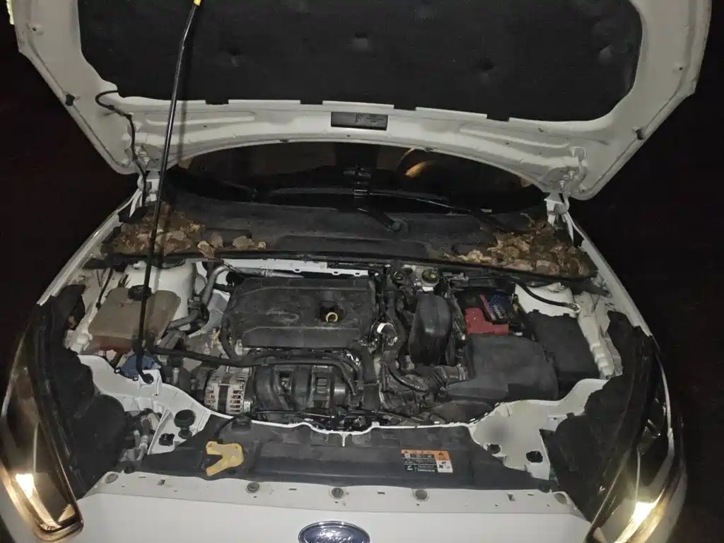 صورة 21 - Ford Escort